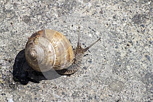 Snail gliding on the stone texture