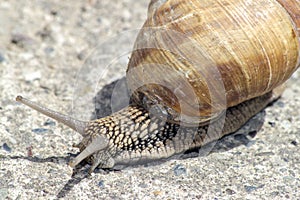 Snail gliding on the stone texture