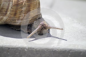 Snail gliding on the stone texture