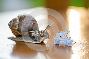 Snail gliding to forget-me-not flower