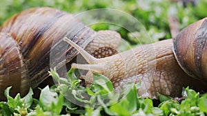 Snail gliding on the wet grass texture.