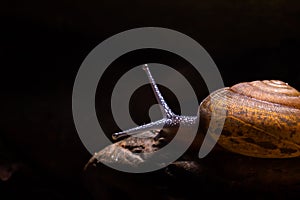 Snail gliding on the wet stone texture