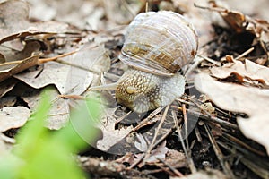 Snail gliding on the wet stone texture. Large white mollusk snails with light brown striped shell, crawling on old rock. Helix