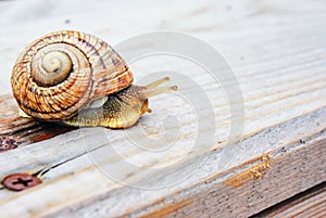 Snail gliding on wood a rainy day. Very short depth of focus. Latin name: Arianta arbustorum