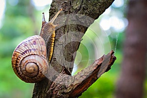 Snail gliding on wood a rainy day. Very short depth of focus. Latin name: Arianta arbustorum