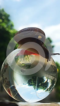 A snail on a globe, a conceptual picture that means a slower spinning world
