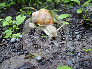 snail goes astray and explores photo
