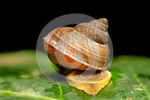 A snail gracefully glides across a leaf, its spiral shell glistening in the sunlight