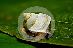 A snail gracefully glides across a leaf, its spiral shell glistening in the sunlight