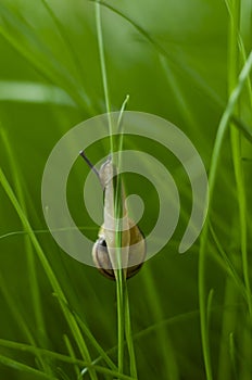 Snail grape macrophotograph on a blade of grass crawling up. Snail On Green Stem