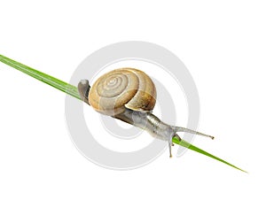 Snail on the grass