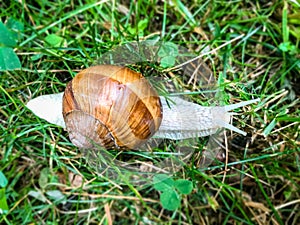 Snail in the grass