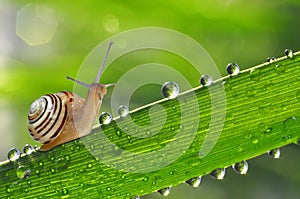 Snail on grass