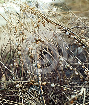 Snail on the grass