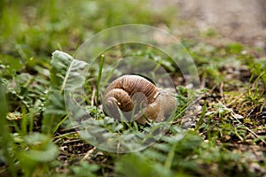 Snail in the grass