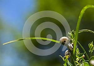 Snail on a grass