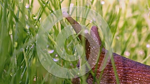 Snail in the grass. Creative. Snail antennae in green grass and dew. Green meadow macro world