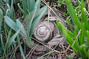 Snail in the grass in the garden, gastropod in the ground with the stems of the first spring flowers, natural background