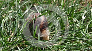 Snail in the grass. Helix Aspersa snail in the grass close up.