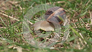 Snail in the grass. Helix Aspersa snail in the grass close up.