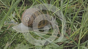 Snail in the grass. Helix Aspersa snail in the grass close-up. Beautiful snail in the grass close-up