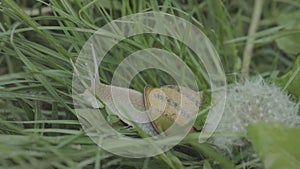 Snail in the grass. Helix Aspersa snail in the grass close-up. Beautiful snail in the grass close-up