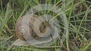Snail in the grass. Helix Aspersa snail in the grass close-up. Beautiful snail in the grass close-up