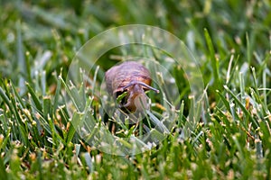 Snail in the grass looking at me. Can see tentacles and eyes.