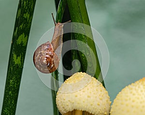 Snail on a grass on a sunny day close-up.Snail on green leaf, green nature background. Wild nature, environment concept