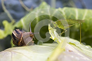Snail and grasshopper on lettuce