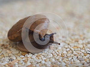 Snail On Gravel Ground