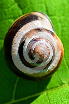 Snail on green