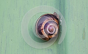 Snail on a green background. It is hiding into his shell