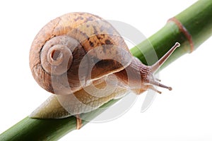 Snail on a green bamboo stem