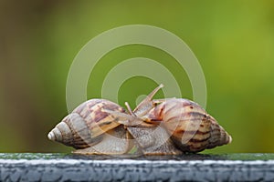 Snail on green blur background