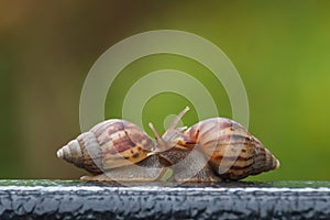 Snail on green blur background