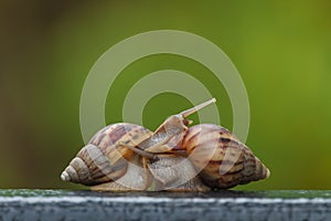 Snail on green blur background
