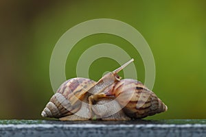 Snail on green blur background