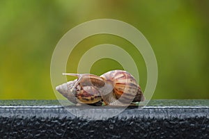 Snail on green blur background