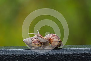 Snail on green blur background