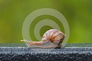 Snail on green blur background