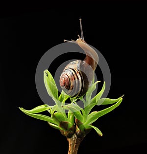 Snail on green budding leaves photo