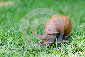 Snail on green glass