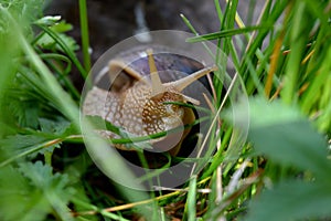 snail in the green grass