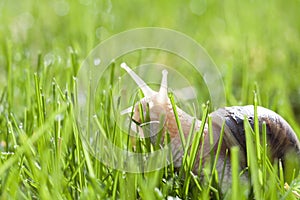 Snail in green grass