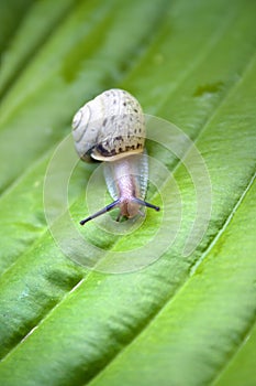 Snail on the green Hosta leaf