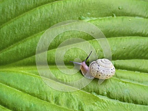 Snail on the green Hosta leaf