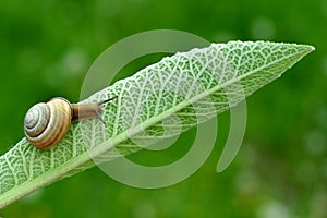 Snail is on the green leaf