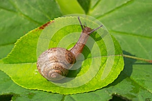 Snail on green leaf