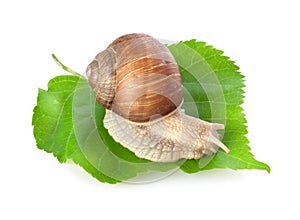 Snail on a green leaf